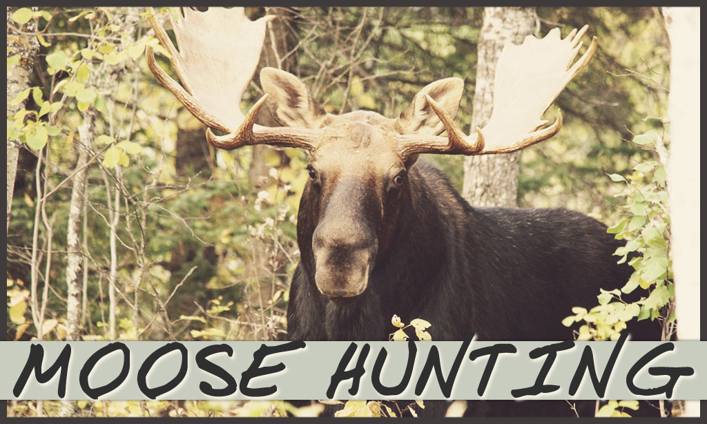 Escape with moose hunting good time adventure